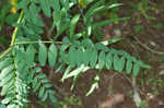 Canadian milkvetch